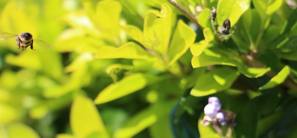 Abeille