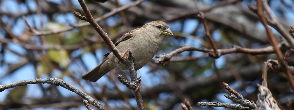 oiseau